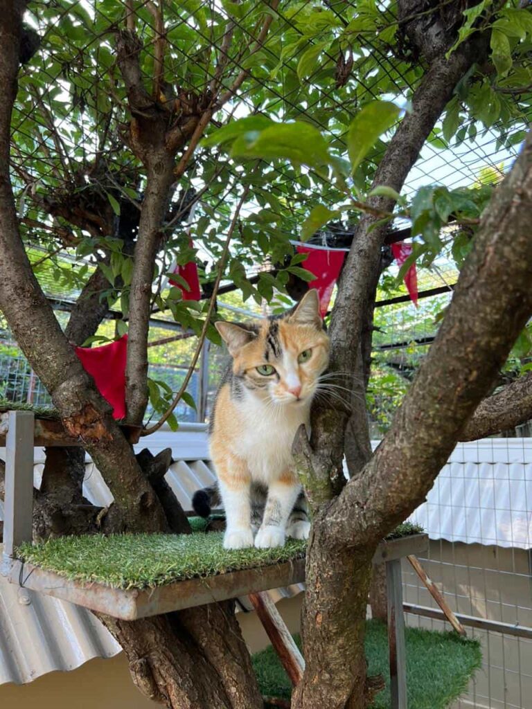 The Cat Hotel - Standard Garden Villas 19